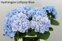 Hydr Z Lolly Pop Blue X5 -70cm