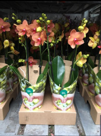Phal 1-tak VG Mix 12/45