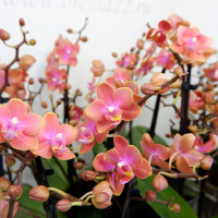 Phal 2-tak Dusty Bell 12/35