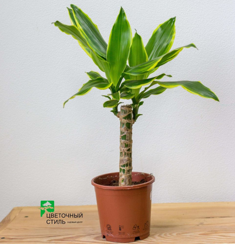 Dracaena Frag Gold Coast 17/75