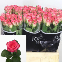 Rose Ensemble 60 sm