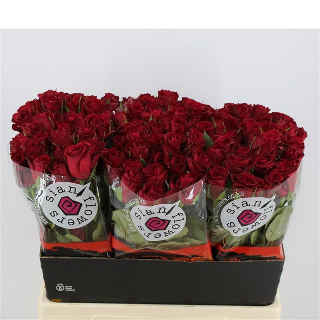 Rose Furiosa 60 sm