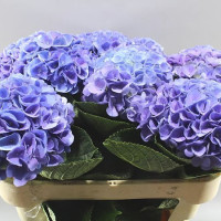 Hydr S Magic Opal X5 Holland 60 cm