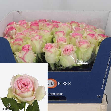 Rose Pink Journey 60 sm