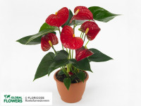 Anthurium Bambino Red 12/50