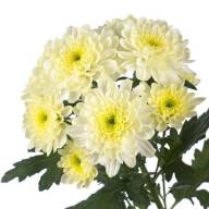 Chr T Baltica 95g Х5 - Chr T Zembla Cream Х5