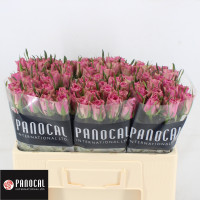 Rose Shiary 50 sm