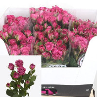 Spray Fleurette 60 sm