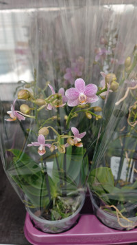 Phal 1-tak Phalaenova Tina 12/50