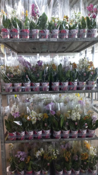 Phal 1-tak Scenza Multi Mix  12/35