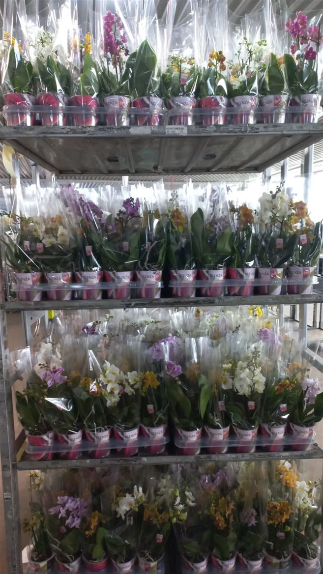 Phal 1-tak Scenza Multi Mix  12/35
