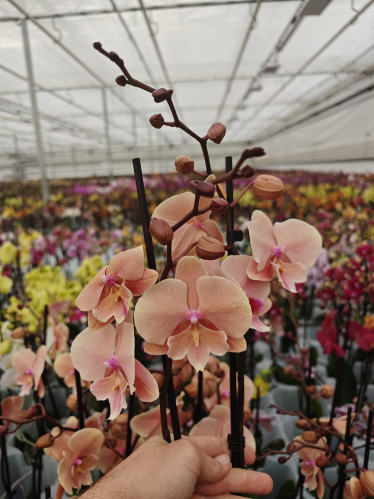 Phal 2-tak Big-Lip Oranje 12/65