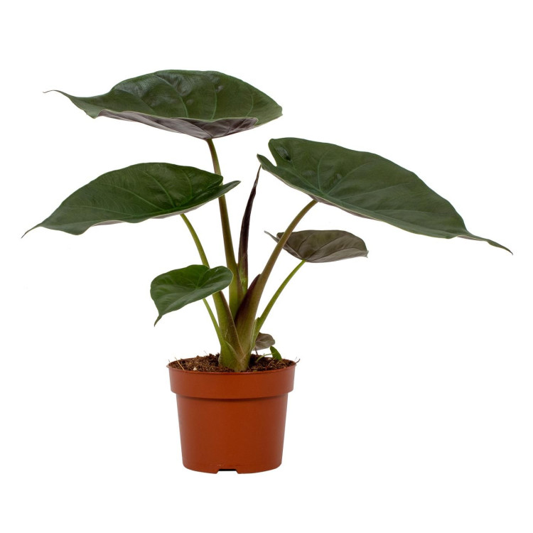 Alocasia Wentii 12/50