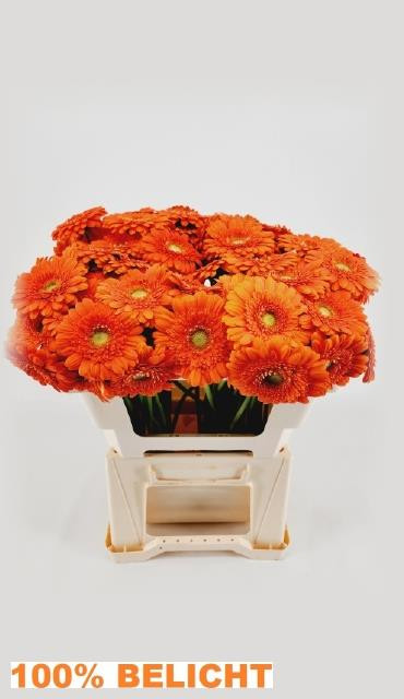 Gerbera Mini Pacman Doos X30 Holland