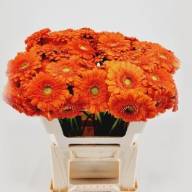 Gerbera Mini Pacman Doos X30 Holland - Gerbera Mini Dorito X30 Holland