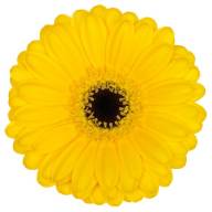 Gerbera Mini Pacman Doos X30 Holland - Pacman