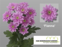 Chr T Fianna
