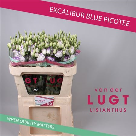Eust G Excal Blue Pi Van Der Lught
