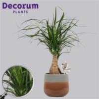 Beaucarnea Recht 12 Cm In Christa Bruin (decorum)