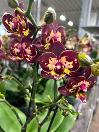 Phal 2-tak Ov Rood Strawberry cake 12/50