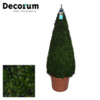 Buxus Semp. Pyr. 110-120 40/tc24