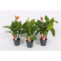 Canna Island 14cm Met Bloem Mix