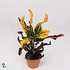 Codiaeum Mammi