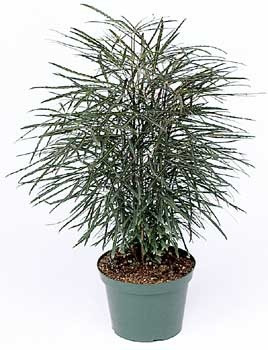 Schefflera Elegantissima 14/50