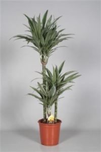 Dracaena Warneckii 90/60/30