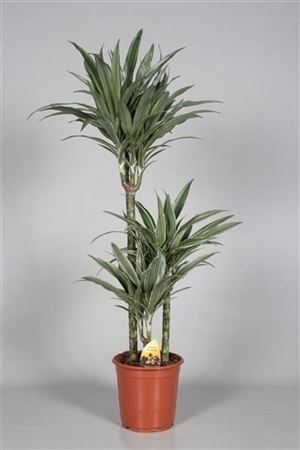Dracaena Warneckii 90/60/30
