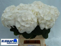 Hydr S Verena White X5 -40cm
