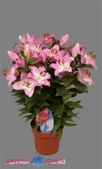 Lilium Or Souvenir 17/70