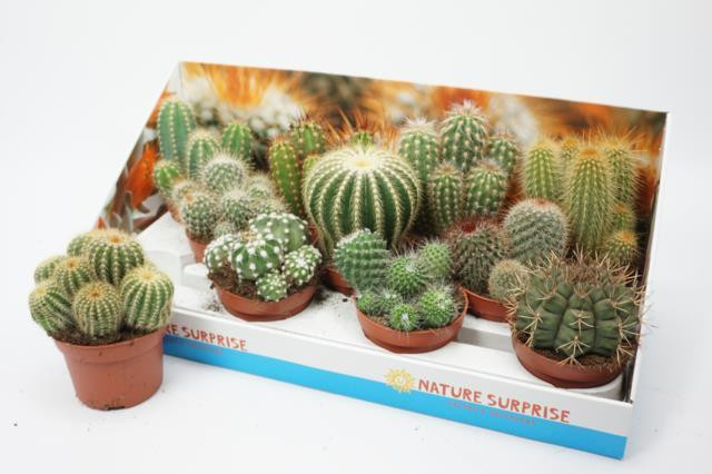 Cactus Gem 15/30