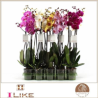 Phal 2-tak Levo