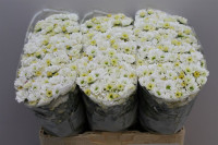Chr Santini White X25