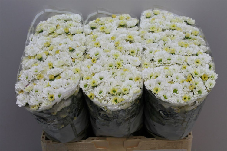 Chr Santini White X25