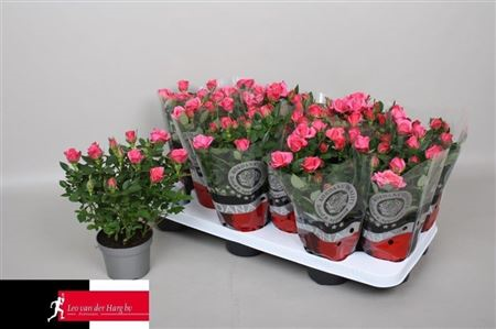 Rosa Grande Kordana Rosanna Light Pink