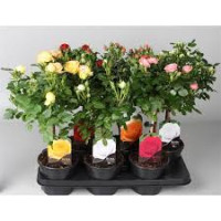 Rosa Diva Select Extra 19/70