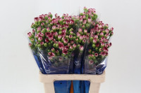 Dianthus Mini spray Colombia X50