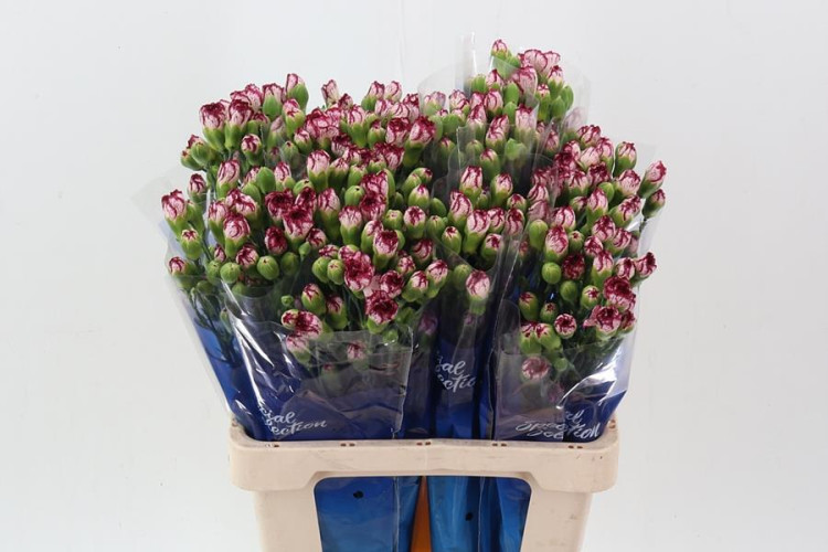 Dianthus Mini spray Colombia X50