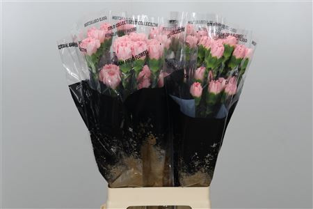 Dianthus Nahema Lo Holland