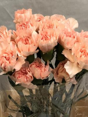 Dianthus Peach Novia Holland