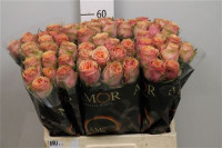 Rose Wild Look 60 sm