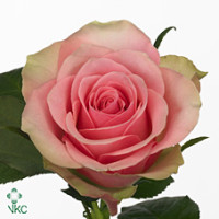 Rose Belle Rose 50 sm