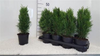 Thuja Smaragd 15/40