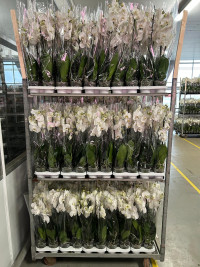Phal 1-tak White TerLaak 12/80