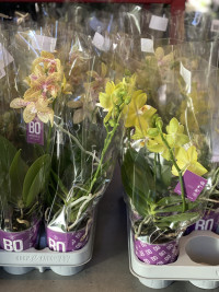 Phal 2-tak A2 Orhids Multi Yellow 12/50