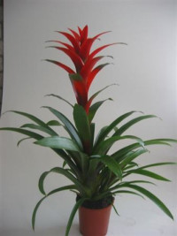 Guzmania Amoretto 13/50