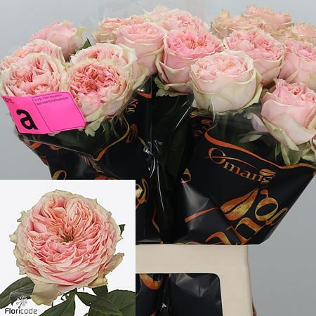 Rose Foxy Lady 60 sm