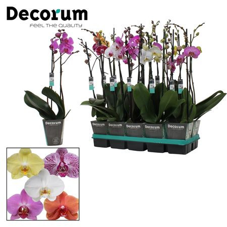 Phal 2-tak Decorum Mix 12/65